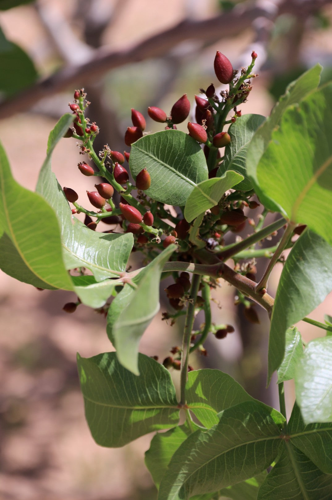 Snack On Nuts - Our Story: The Power of Plants. Almond Tree Symbolizing Our Commitment to Natural Ingredients and Plant-Based Energy. Energize Your Day with SNACK ON NUTS.
